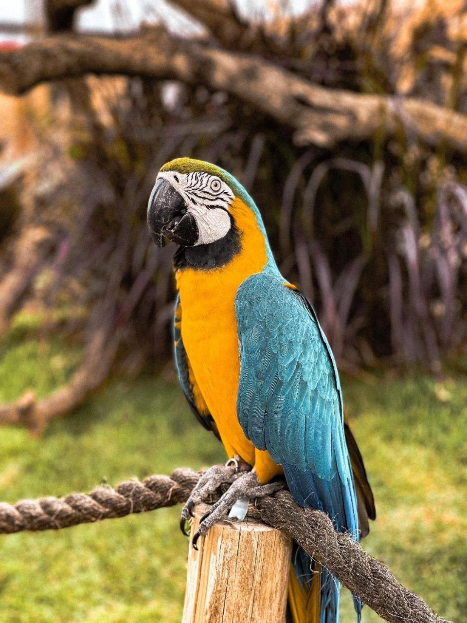 ホテル Ibis Guaratingueta Aparecida - Circuito Da Fe エクステリア 写真